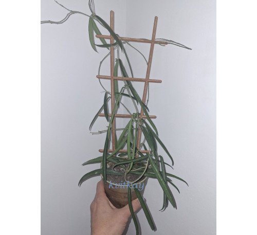 Хойя Фітчі (Hoya fitchii)